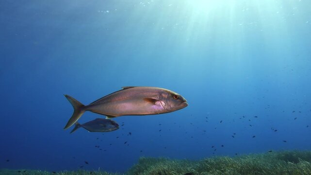 Little jackfish swimms close to the camera in blue sea water - Scuba diving in Majorca