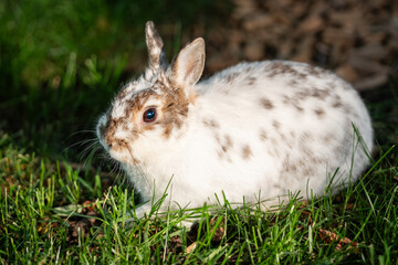 Domesticated pet bunny rabbit in green grass in a yard