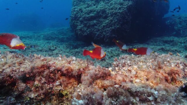 Red parrot fish (Sparisoma cretense) in shallow sea water - Majorca underwater