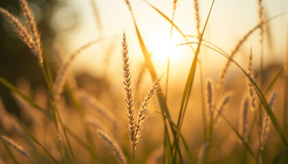 Golden hour field with delicate grass blades, feathery seed heads bathed in sunbeams. Golden hour field captures tranquil beauty of natural landscape, creating peaceful, radiant glow.