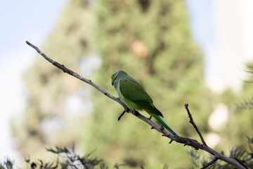 blue and green parrot