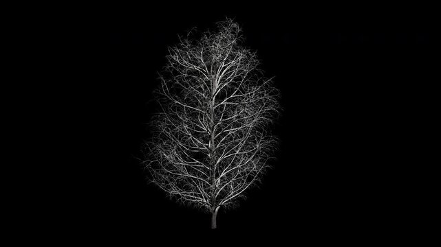Aesculus Hippocastanum tree swaying in winter wind, realistic animation with transparent background and alpha channel in 4k