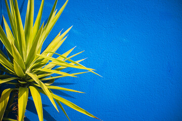 Vibrant Agave Attenuata succulent against blue wall in Spanish city street. Green tropical plant with long, spiky leaves outdoors