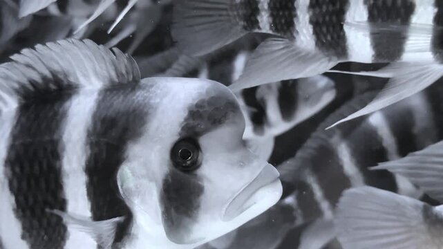 Beautiful zebra fish with black and white stripes swimming underwater. Peaceful aquarium scene, exotic tropical fish, marine life and underwater nature harmony.