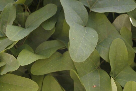 Green leaves background, beautiful Passiflora biflora leaves, selective focus, full frame shot. 