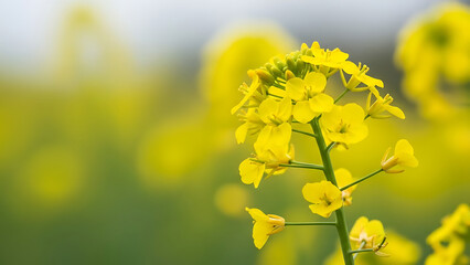 Nature Photography Captured Outdoors