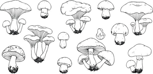 Collection of hand-drawn illustrations depicting various species of mushrooms in black and white