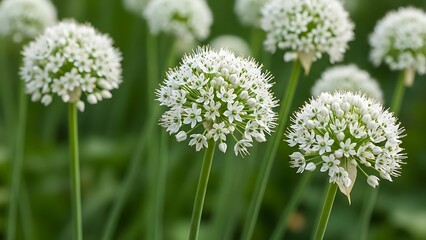 Field of white allium flowers