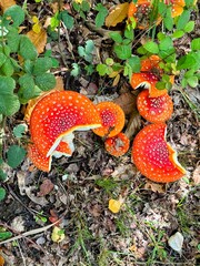Group of fly agaric fungi in woodland setting
