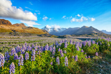Ramarkable view of Typical Icelandic landscape with field of blooming lupine flowers next to the mountains
