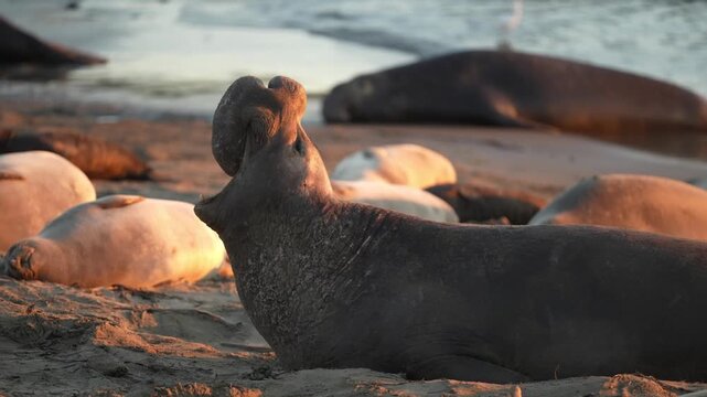 A male northern elephant seal communicating during breeding season 