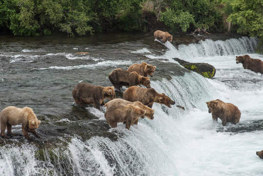Grizzly Bears at Brooks Falls