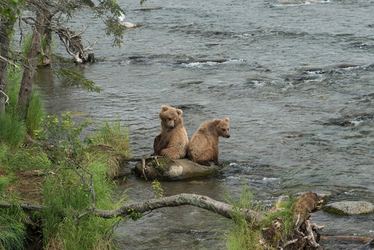 Grizzly Bears at Brooks Falls