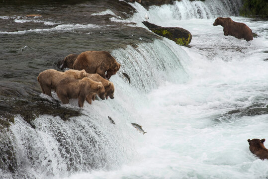 Grizzly Bears at Brooks Falls