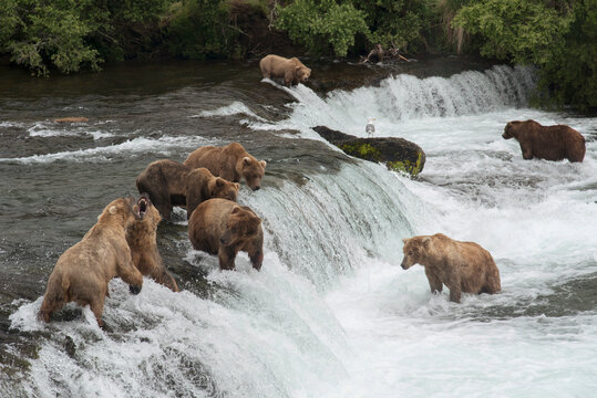 Grizzly Bears at Brooks Falls