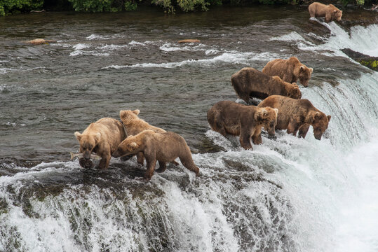 Grizzly Bears at Brooks Falls