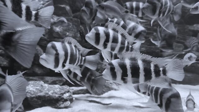 Beautiful zebra fish with black and white stripes swimming underwater. Peaceful aquarium scene, exotic tropical fish, marine life and underwater nature harmony.