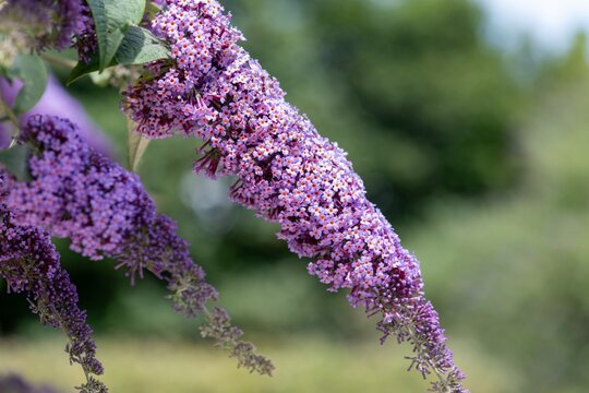 Close up of pink flowers on a butterfly bush (buddleja davidii) shrub