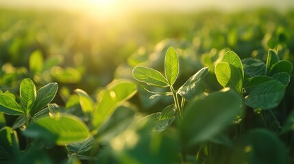 A serene close-up of lush green leaves in a field bathed in warm sunlight
