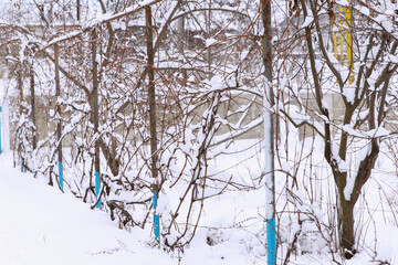 Snow-covered vineyard with bare vines and blue posts in winter. Ground is blanketed in white snow