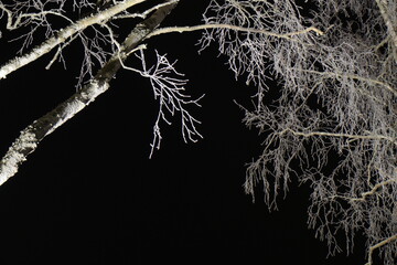 Frosted birch branches with a delicate pastel pale glow against the night sky in a winter light park