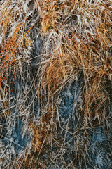dry grass background