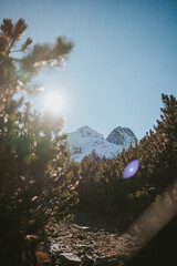 tree in the mountains