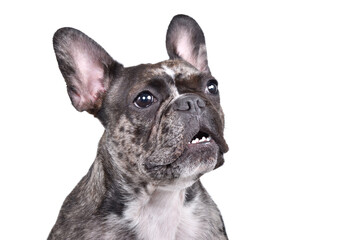 Portrait of a cute French bulldog, closeup, side view, isolated on white background