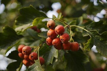 Red hawthorn fruit grows on the tree