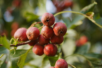 Red hawthorn fruit grows on the tree