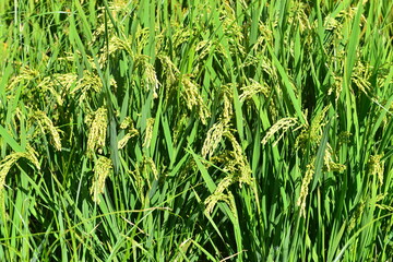 Mature rice in the field