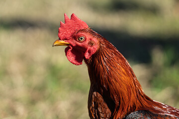 red rooster in the farm