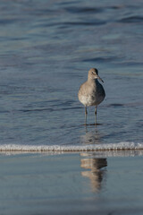 Bird on the beach