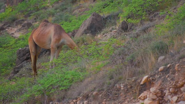 Footage of a wild dromedary camel (Camelus dromedarius) foraging for leaves and shrubs on a lush, green, rocky slope in the scenic Wadi Bani Khalid region of Oman, Middle East.