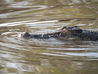 Fototapeta premium A saltwater crocodile swimming in a billabong