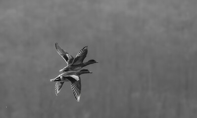 Synchronized birds in flight over quiet gray sky minimalist black and white wildlife photography paired wingbeats and feather detail in negative space fine art nature mood and freedom in soft light