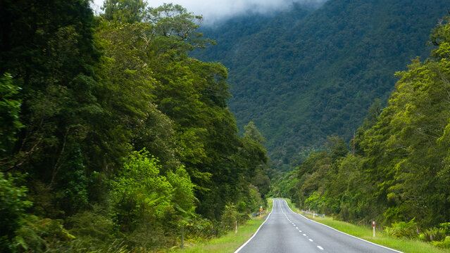 road going through jungle rain forest bush new zealand west coast green lush