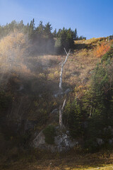 morning in the forest