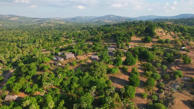 Aerial drone footage of a traditional wooden thatched roof houses village, in the middle of a green forest on a hill, with low mountains behind, at sunset time, in Sabu Island, Indonesia