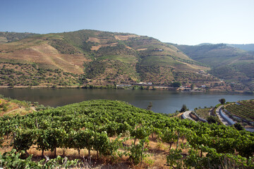 Douro Valley Vineyard
