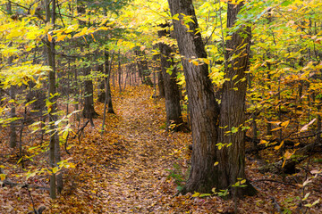 autumn in the forest