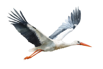 Obraz premium stork in flight, isolated on a white background