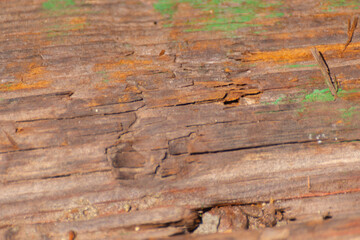 Obraz premium A piece of wood with many holes in it