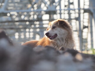 Brown dog on the train tracks