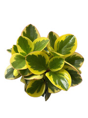 real foliage greenery isolated png cutout