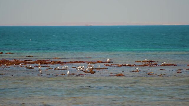 Footage captures a serene coastal scene at Bar Al Hickman, Al Sharqiyah, Oman. Small white seagulls stand on sun-drenched, shallow rocks and coral formations, contrasted against the vibrant, clear tur