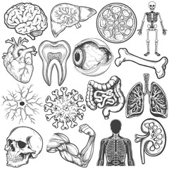 Set of vector symbols related to the human body and anatomy.