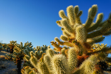 cholla garden in joshua tree © Karina Ramos 