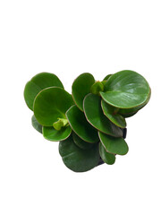 real green foliage cutout png