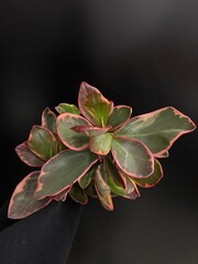 real plant against black background isolated